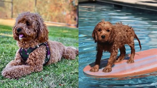 How Big Do Cavapoos Get? [Cavapoo Size Guide] - OodleLife®