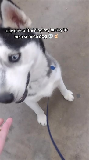 Training My Husky for Service Dog Duties