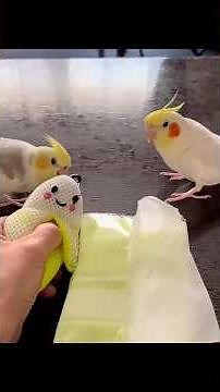 FUNNY PARROTS 🤣 - BEST Bird Videos That Will Make You LAUGH - Part 143