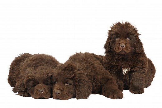 Newfoundland Puppies For Sale