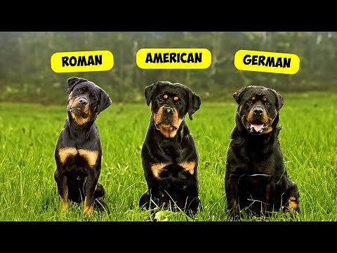 5 TYPES OF ROTTWEILERS