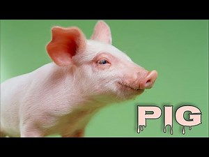 Pig sounds, pig oinking, pig grunting