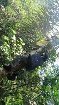 Here's How to Harvest Honey WITHOUT an Extractor! (Simple Capital) #foresthoney #bee #honey