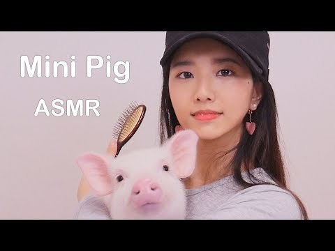 [Eng sub]mini pig combing sounds[ASMR]