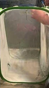 Insect “Shorts: Grabbing Another Twelve Spotted Skimmer #Shorts#Insects#2#