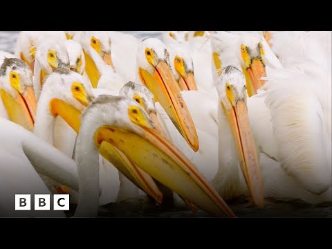 The spectacle of a great Pelican feeding bonanza | BBC Global