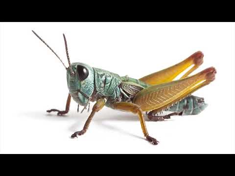 Crickets Chirping Sound [1 HOUR]