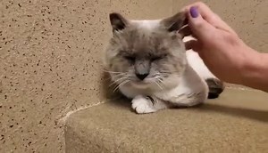 2.3K views · 113 reactions | It's #FelineFriday and Kiyoshi wants to...