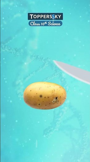 Class 10 Science – Chapter 7: जीव जनन कैसे करते हैं | (How Do Organisms Reproduce?)