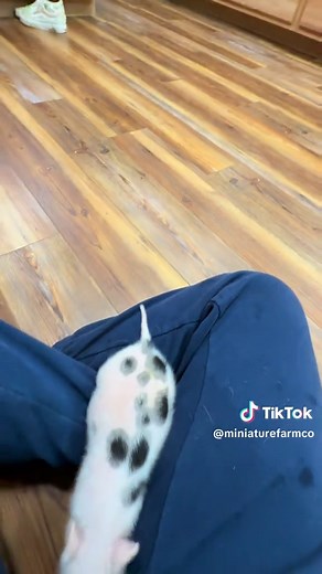 Mini Pigs: Adorable Baby Pig Videos for Animal Lovers