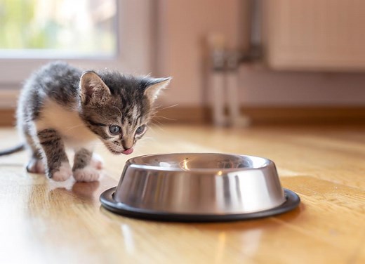 Feeding Kittens 101: How Much To Feed Kittens, How Often, and More