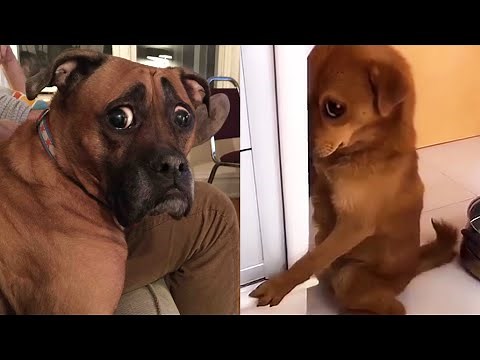 Guilty DOG Face Reaction 🐶😂 Funniest Guilty Dogs Video Compilation