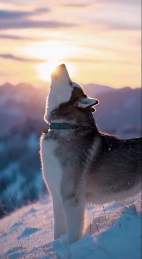 Adorable Husky Howling Compilation That’ll Make You Smile!
