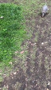 Would you pet an armadillo?! Funky creatures, they feel hard but soft but also very textured. I say the same thing about caiman too. It’s body armor! #animals #armadillo #reptilemom #exoticanimals #funny #armadillos | Tango Thedwarf Caiman