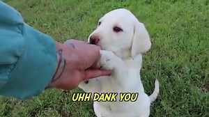 444K views · 3.2K reactions | White Labrador Puppies Have A Blast Outside!! | Life With Labradors | Facebook