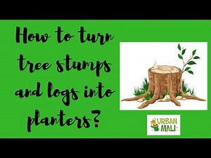 How to turn tree stumps and logs into planters
