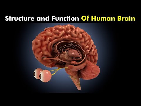 Human Brain | Structure and Function of Human brain | How Human Brain Works?