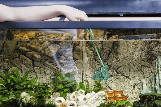 How to Clean a Fish Tank in Five Easy Steps
