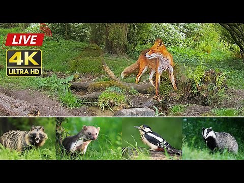 Wildlife In The Forest - 24/7 LIVE 🔴 by Morten Hilmer