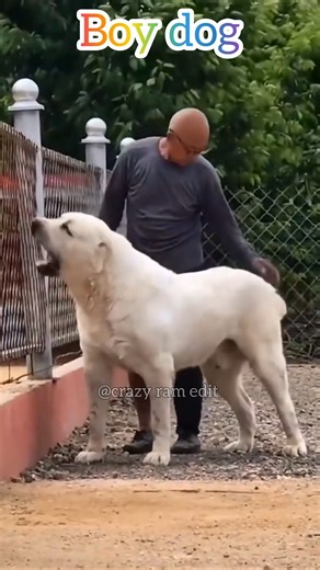 When a Girl Dog Meets a Boy Dog 😂 |Full Drama