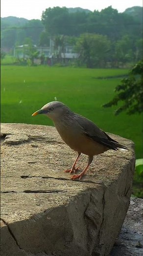 bird videos for cats to watch 4k