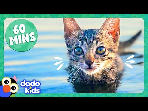 60 Minutes Of The Cutest Kitten Stories | Dodo Kids | Animal Videos