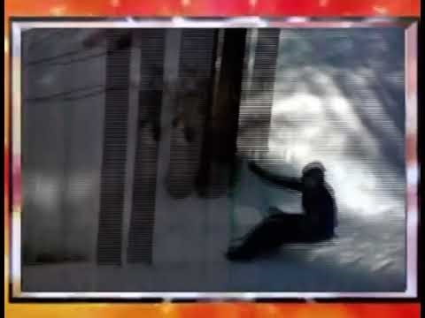 AFV Honorable Mentions: Season 20 Episode 20 (alternate version)