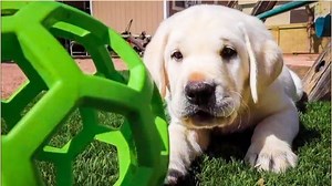 332K views · 10K reactions | Playful Labrador Puppies | Cute Compilation! | Life With Labradors | Facebook