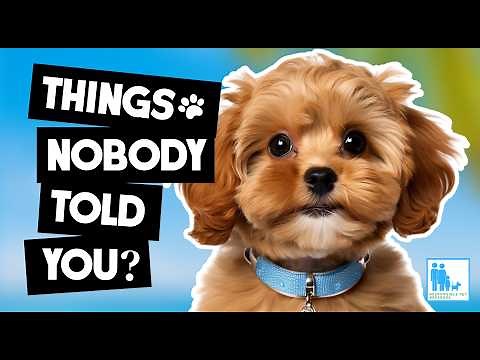 Things Nobody Told You About Owning a Cavoodle? - Vet Dr Alex