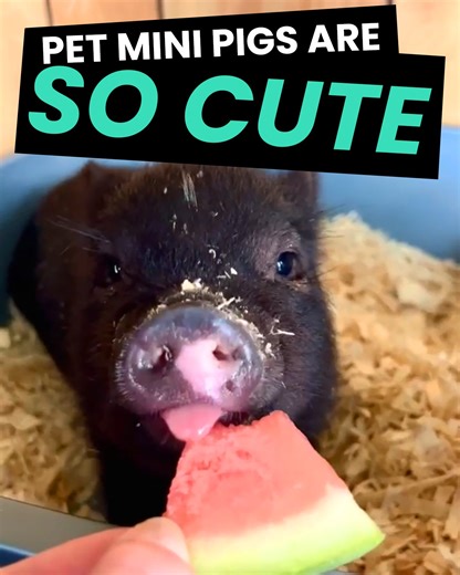 OMG these MINI PIGS are so adorable! 🐷😍 Comment if you have a pet mini pig! 🐽 #cute #pets | Animal Antics