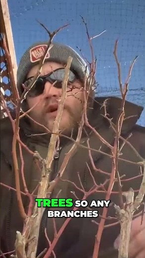 Blueberry Pruning: 3 Easy Steps!