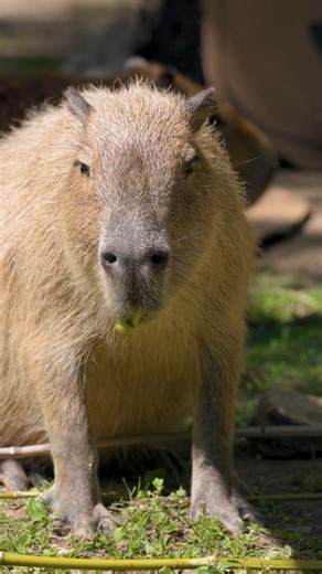 Turns out ROUSes DO exist! 😉 Whether you believe in rodents of unusual size or not, there’s no denying the magic of The Princess Bride. Experience it like never before as the Dallas Symphony Orchestra brings this classic to life in concert, April 25–27. It’ll be inconceivably good! | Dallas Zoo