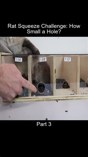 How Small Can a Rat Squeeze Through a Hole?