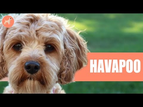 HAVANESE AND POODLE MIX (HAVAPOO): The Complete Breed Guide