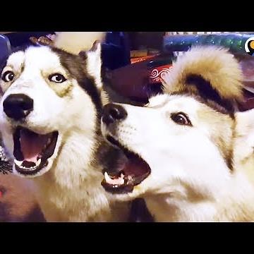 Husky Dogs Howling and Singing Compilation | The Dodo