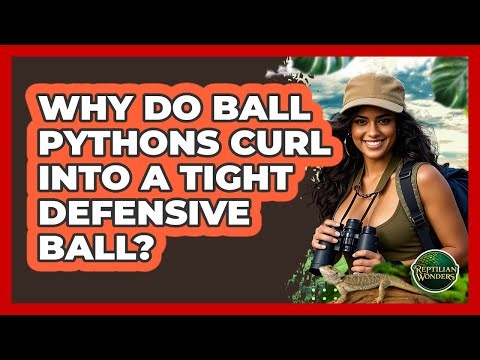 Why Do Ball Pythons Curl Into A Tight Defensive Ball? - Reptilian Wonders
