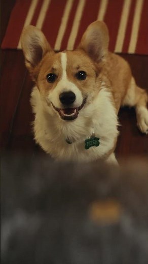 The Farmer's Dog Commercial: Chicken vs. Chicken