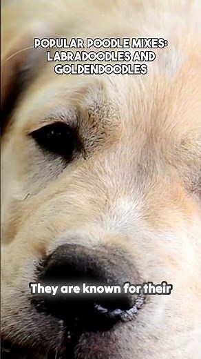 The Ultimate Guide to Labradoodles and Goldendoodles | Poodle Mixes Explained!