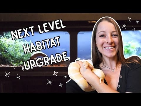 BALL PYTHON habitat inspiration - reptile humidity control - reptile enclosures