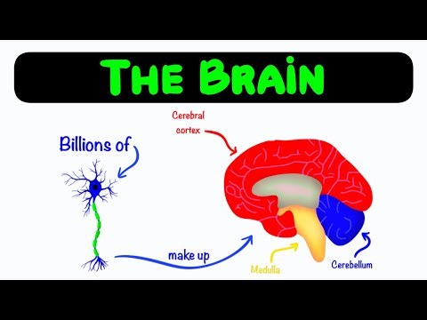 GCSE AQA Biology - The Brain