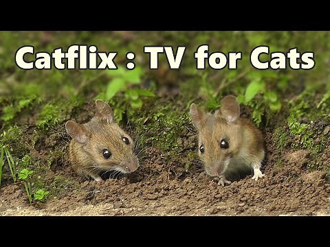 Cat TV ~ Mouse & Birds Fun ⭐ 8 HOURS of CATFLIX ⭐