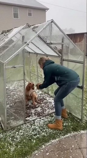 Locked in Ice! Cocker Spaniel Rescued from Damaged Greenhouse #dog #rescue #shorts #youtubeshorts