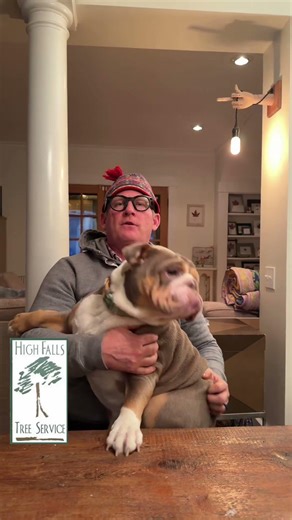 Do trees actually explode