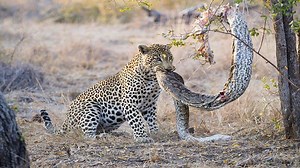 Leopard vs Python- Leopard kills python | Snake TV