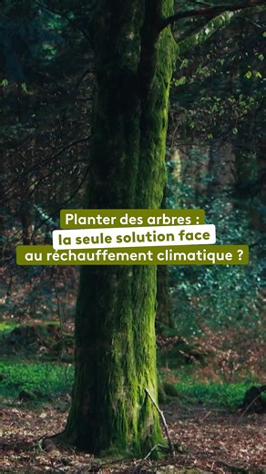Et si planter des arbres n’était pas toujours la meilleure solution ? 🌳 Dans le Limousin, sur le plateau des Millevaches, Emelyne Faure et Emmanuel Nicolas pratiquent une sylviculture respectueuse des écosystèmes, sans coupe rase. Chaque arbre abattu est soigneusement sélectionné, et plutôt que de replanter une seule essence, ils s’appuient sur la régénération naturelle de la forêt : les graines déjà présentes dans le sol germent et remplacent les arbres coupés. Une méthode qui favorise la dive