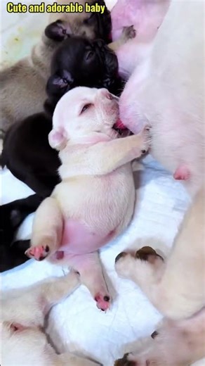 행복을 주는 강아지 / 幸せを運ぶ子犬 #KoreaPuppies #JapanDogs