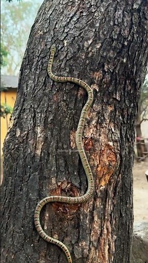Flying Snake Climbing a Tree | Amazing Nature Behavior #snakelovers #naturelovers #dangeroussnake