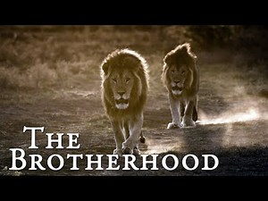Lion Documentary - The Brotherhood | Wild Planet HD