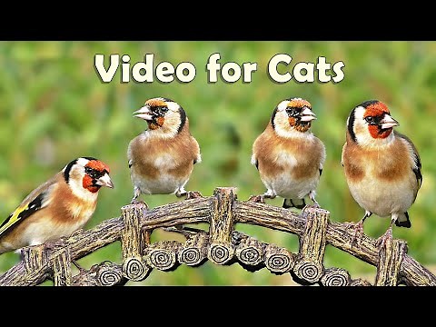 Videos for Cats to Watch Birds : 8 HOURS at Goldfinch Garden