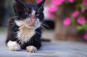 8 Early Warning Signs of Feline Leukemia Virus (FeLV) | LoveToKnow Pets